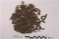 藏品(毛邊光萼蘚)的圖片